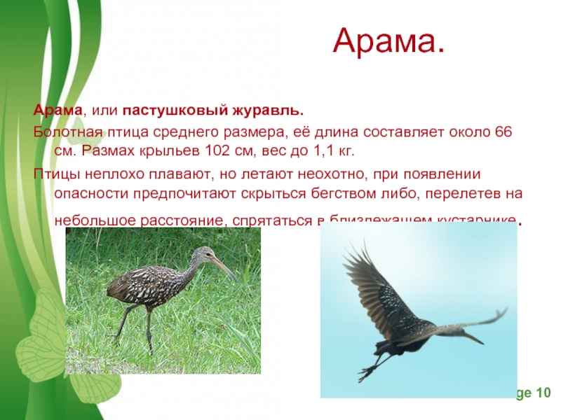 Арама.Арама, или пастушковый журавль.Болотная птица среднего