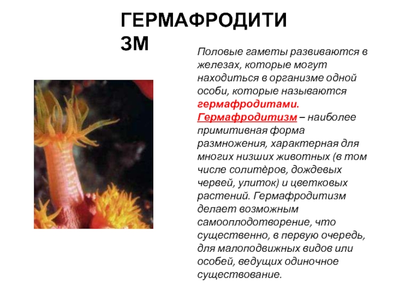 Биологическое значение гермафродитизма заключается в. Гермафродиты это в биологии примеры. Гермафродиты примеры организмов. Гермафродитизм у животных и растений.