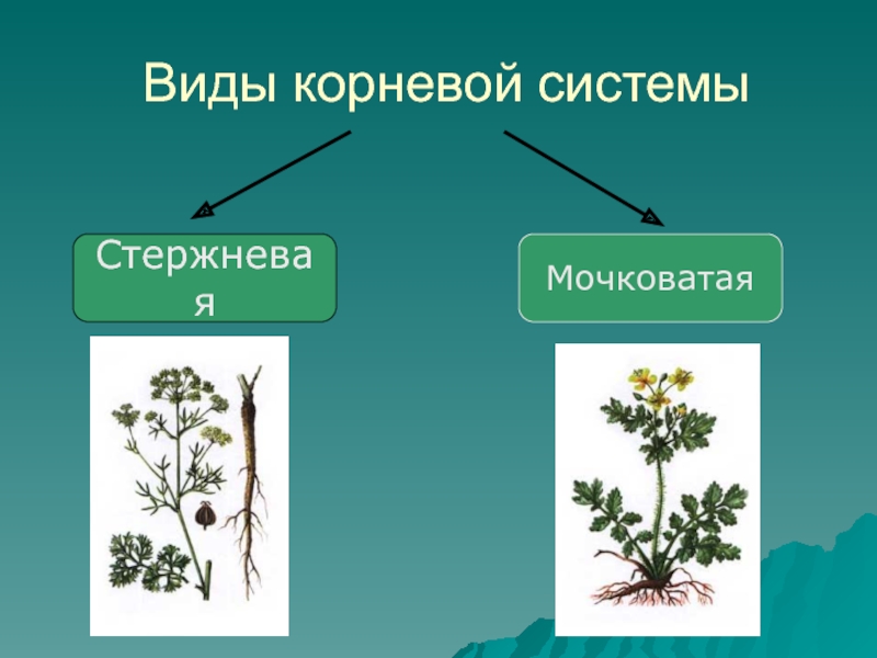 Группа цветковых растений. Корни растений 3 класс окружающий мир. Размножение растений 3 класс окружающий мир. Растения 3 класс окружающий мир. Тип корневой системы у цветковых растений.