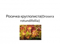 Росичка круглолиста ( Drosera rotundifollia )