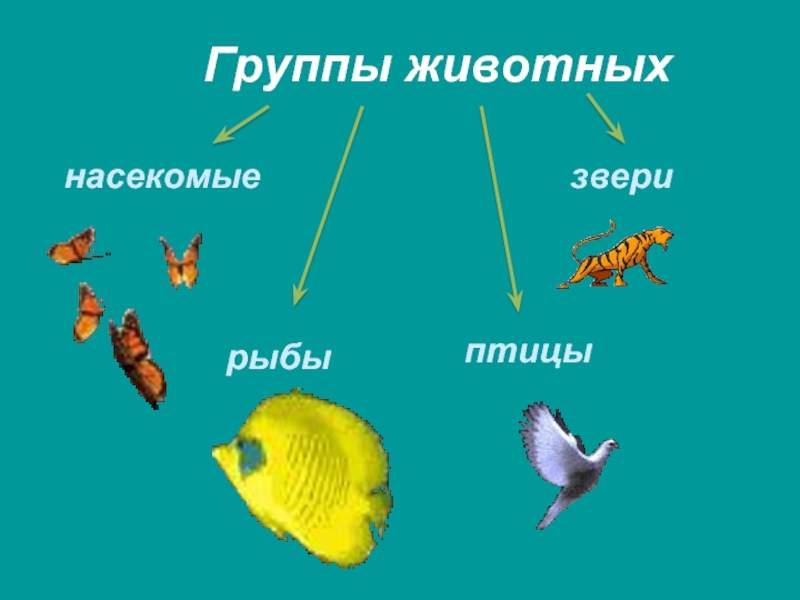 Презентация на тему группы животных. Рыбы группа животных.