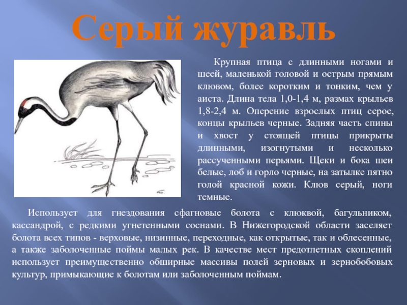 Серый журавльКрупная птица с длинными ногами и шеей, маленькой головой и острым прямым клювом, более коротким и