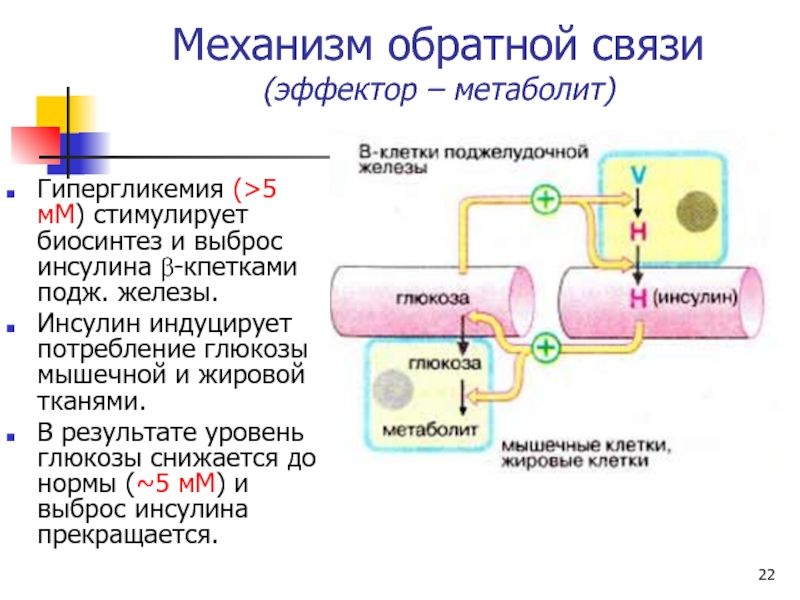 Инсулин биохимия презентация