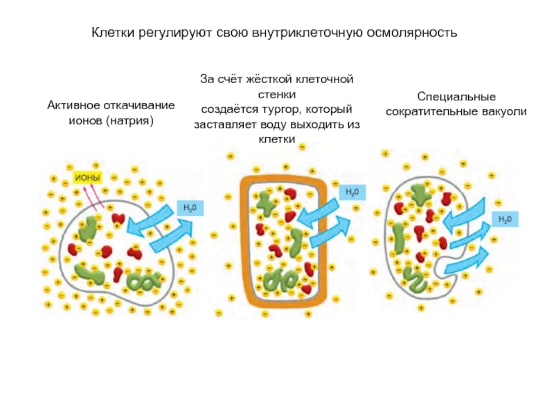 Специальные клетки. Внутриклеточные ионы. Поддержание тургора клетки обеспечивает. Внутриклеточное пространство. Внутриклеточная жидкость рисунок.