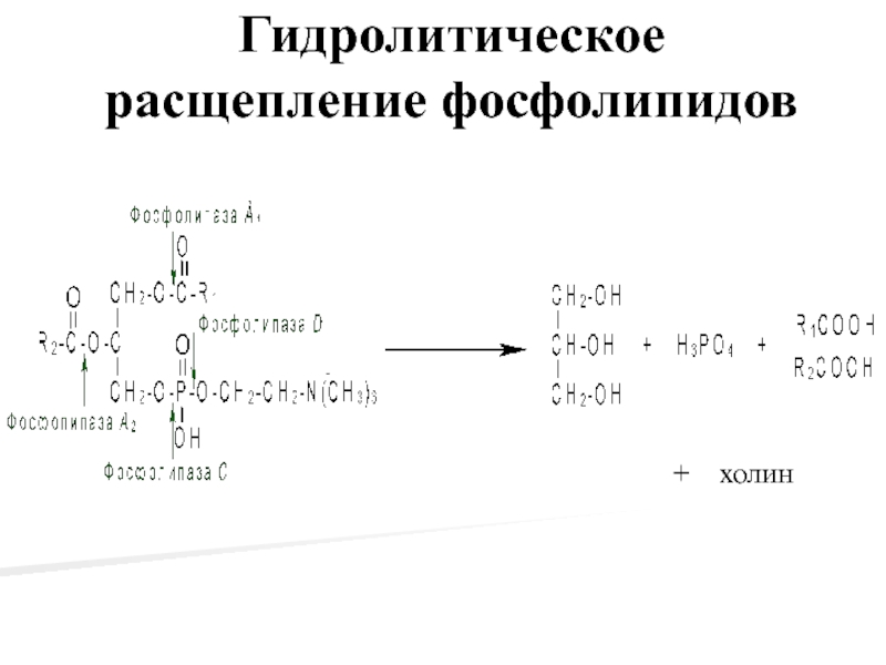 Наличие гидролитических ферментов. Гидролитическое расщепление фосфолипиды фосфолипазы а2. Тканевый распад фосфолипидов ферменты расщепления фосфоглицеридов. Холин в составе фосфолипидов. Гидролитическом расщеплении фосфосфинголипида:.