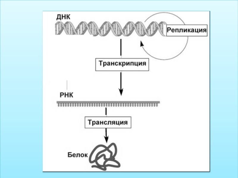 Днк эфиры. Репликация транскрипция трансляция. Биосинтез белка репликация транскрипция трансляция. Репликация 2) транскрипция 3) трансляция. Репликация транскрипция трансляция таблица.