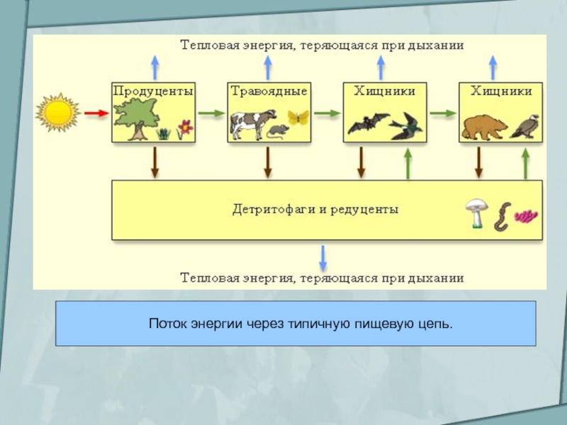 Схему передачи энергии в пищевых цепях