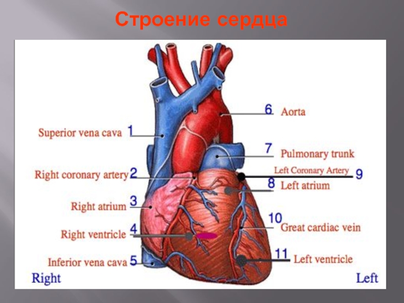 Сердце человека строение фото