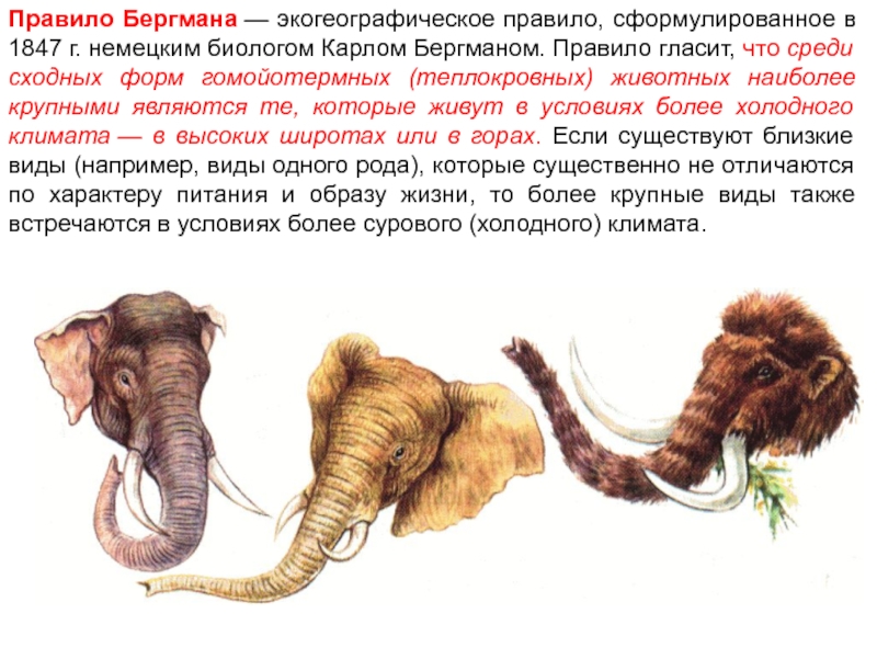 Правило бергмана презентация