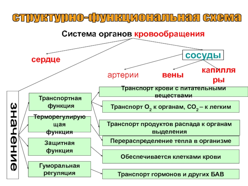 Органы кровообращения. Сосудистая система, её строение и функции структурно-функциональная схемаСистема органов кровообращениясердцесосудыТерморегулирующая функцияТранспортная функцияартериивеныкапиллярыГуморальная регуляцияЗащитнаяфункцияТранспорт О2 к органам, СО2 структурно-функциональная схемаСистема органов кровообращениясердцесосудыТерморегулирующая функцияТранспортная функцияартериивеныкапиллярыГуморальная регуляцияЗащитнаяфункцияТранспорт О2 к органам, СО2 – к легкимТранспорт продуктов распада к