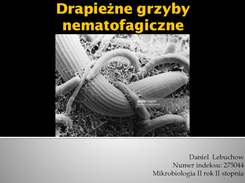 Drapieżne grzyby nematofagiczne