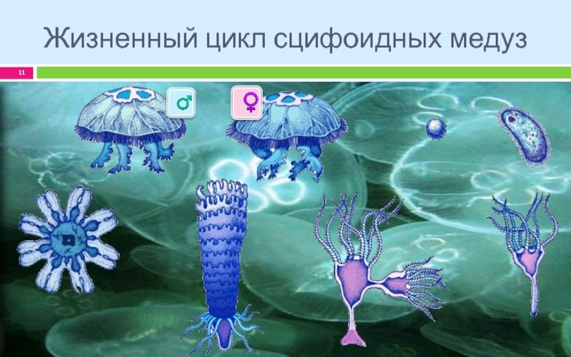 Стадия жизненного цикла медузы. Жизненный цикл сцифоидных медуз. Цикл развития сцифоидной медузы. Класс Сцифоидные жизненный цикл. Жизненный цикл кишечнополостных.