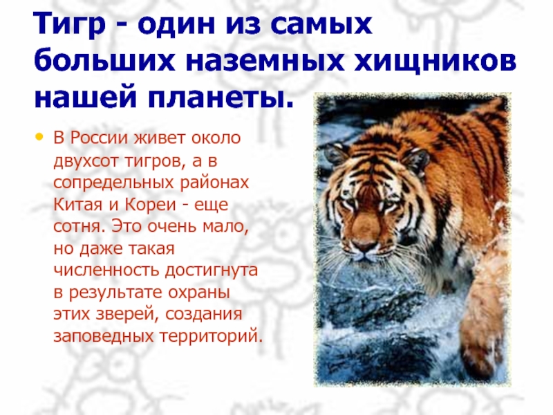 Тигр - один из самых больших наземных хищников нашей планеты. В России живет около двухсот тигров, а