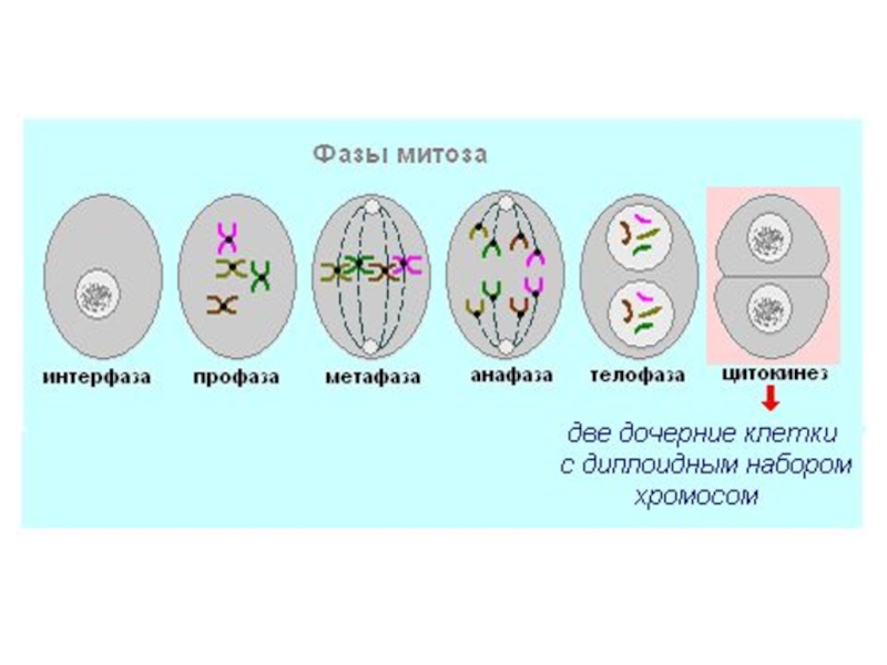 Многократное деление клетки. Фазы митоза схема. 4 Фазы митоза. Схема этапы фазы митоза. Схема стадии интерфазы и митоза.