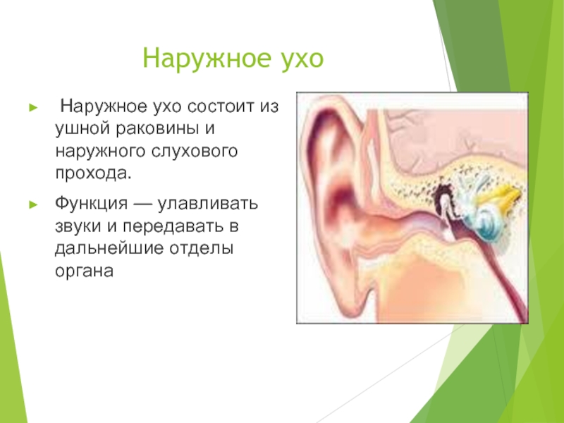 Особенность строения слухового прохода какую функцию. Слуховой проход строение и функции. Функция наружного слухового прохода у человека. Функции наружного слухового прохода уха. Наружный слуховой проход строение и функции.