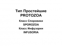 Тип Простейшие PROTOZOA