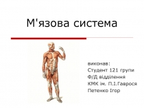 М'язова система