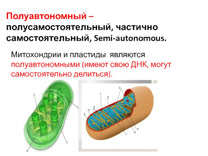 Хлоропласты строение митохондрии. Митохондрия полуавтономный органоид. Строение и функции митохондрий и пластид. Почему митохондрии называют полуавтономными органоидами. Полуавтономные органеллы хлоропласт.