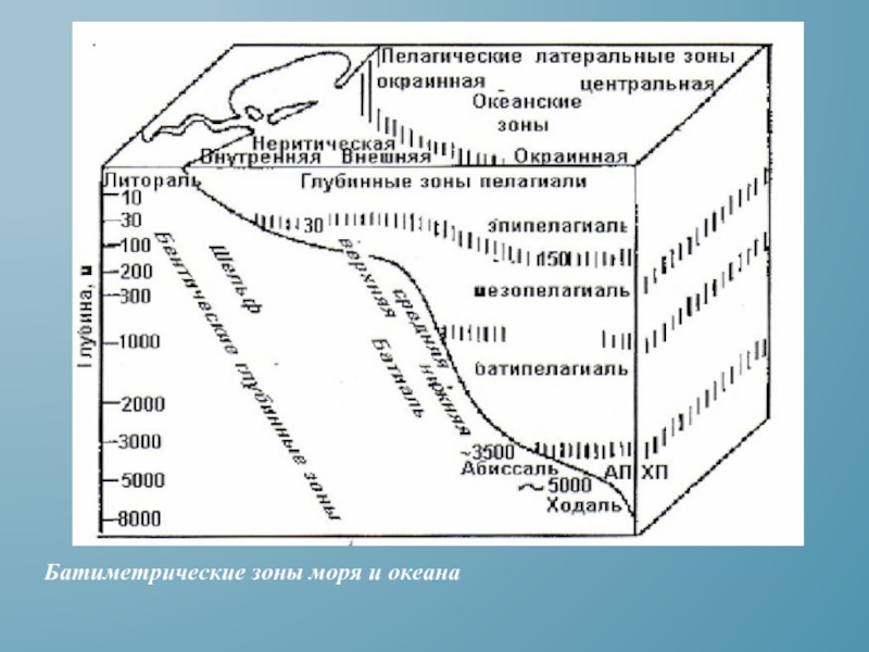 Схема глубинных зон океана 5 класс распечатать