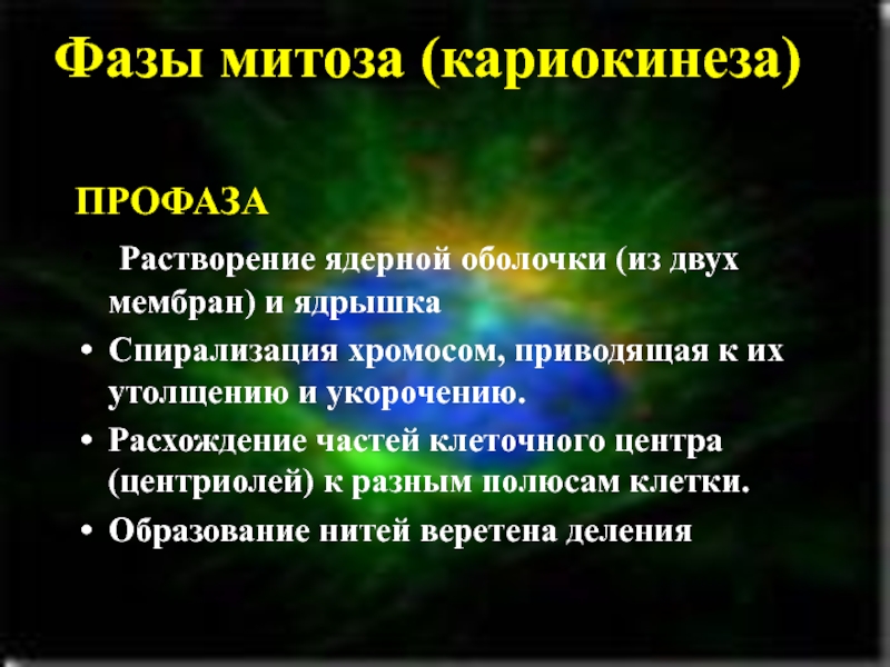 Деление жизни. Кариокинез в какой фазе. Продолжите фразу:кариокинез это…..