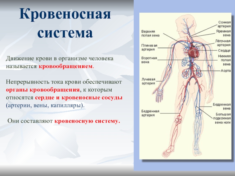 Общий план строения артерий