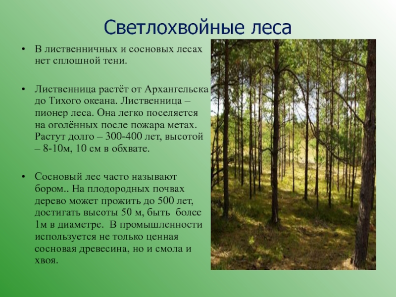 Где вырастают леса. Ярусы светлохвойной тайги. Ярусы широколиственных лесов России. Светлохвойная Тайга таблица. Характеристика светлохвойной тайги.