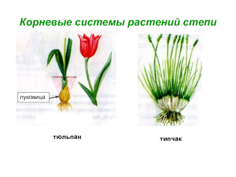 Корневая система тюльпана. Луковичные растения степи. Корневая система степных растений. Тип корневой системы у тюльпана. Растения с луковицей в степи.