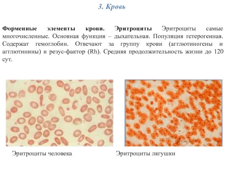 Укажите какой цифрой на рисунке обозначены эритроциты лягушки а какой эритроциты человека