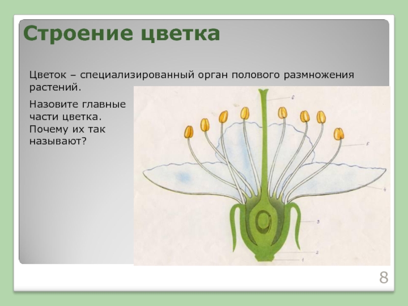 Строение цветкаЦветок – специализированный орган полового размножения растений.Назовите главные части цветка. Почему их так называют?
