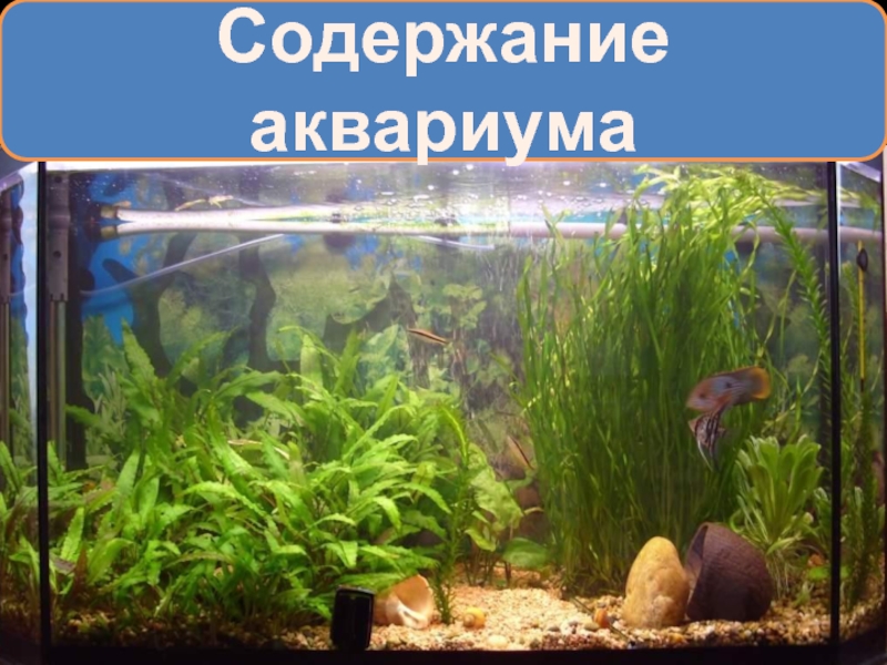 Доклад: Первый аквариум