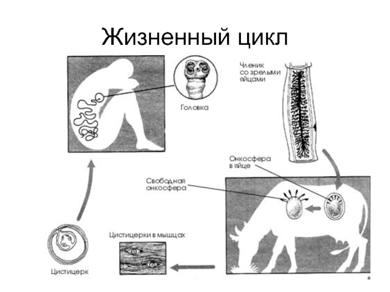 Циклы паразитических червей