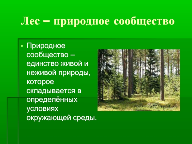 План изучения природного сообщества окружающий 4 класс. Природное сообщество лес. Сообщение о природном сообществе. Доклад про сообщество леса. Сообщество леса 4 класс.