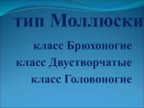 тип Моллюски