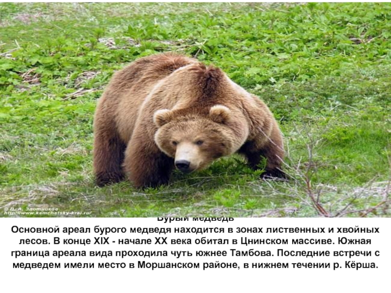 Какой медведь алиса. Бурый медведь в Тамбовской области. Красная книга Тамбовской области бурый медведь. Ареал бурого медведя. Описание медведя.