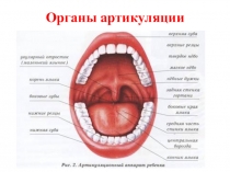Органы артикуляции