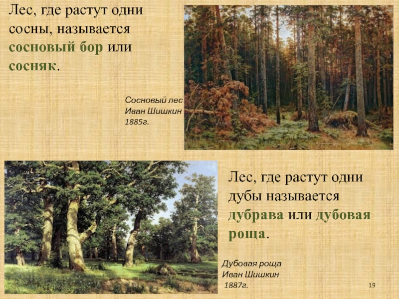 Где вырастают леса. Шишкин Сосновый лес 1885. Лес в котором растут сосны называется. Лес где растут сосны.