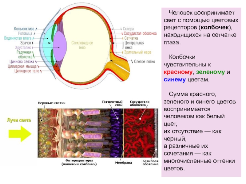 Рецепторы глаза. Палочки сетчатки воспринимают цвет. Колбочки сетчатки глаза воспринимают. Колбочки сетчатки глаза воспринимают цвет. Колбочки в глазу человека.