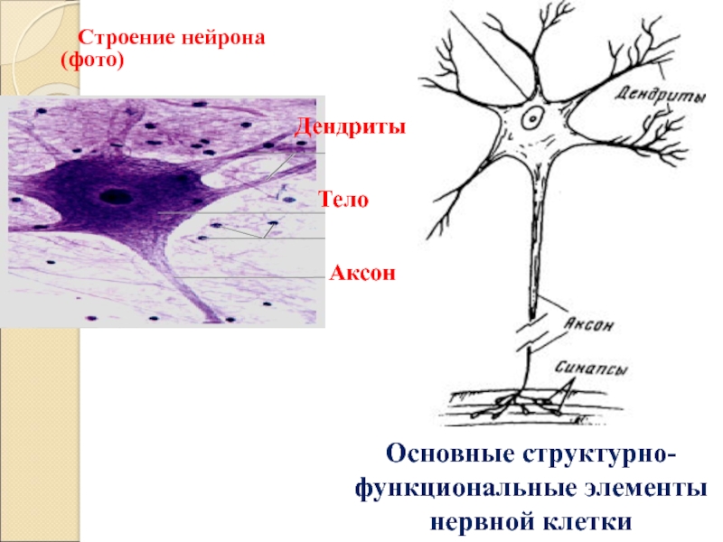 Рисунок аксон и дендрит