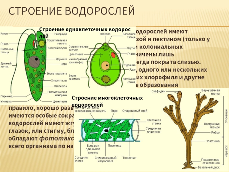 Что общего в строении изображенных на рисунке зеленых водорослей отметьте один верный вариант ответа