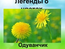 Легенды о цветах. Одуванчик