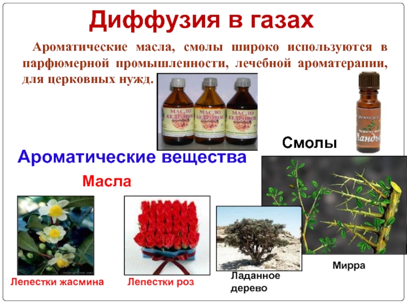 Ароматические вещества и их значение для человека проект по биологии 9