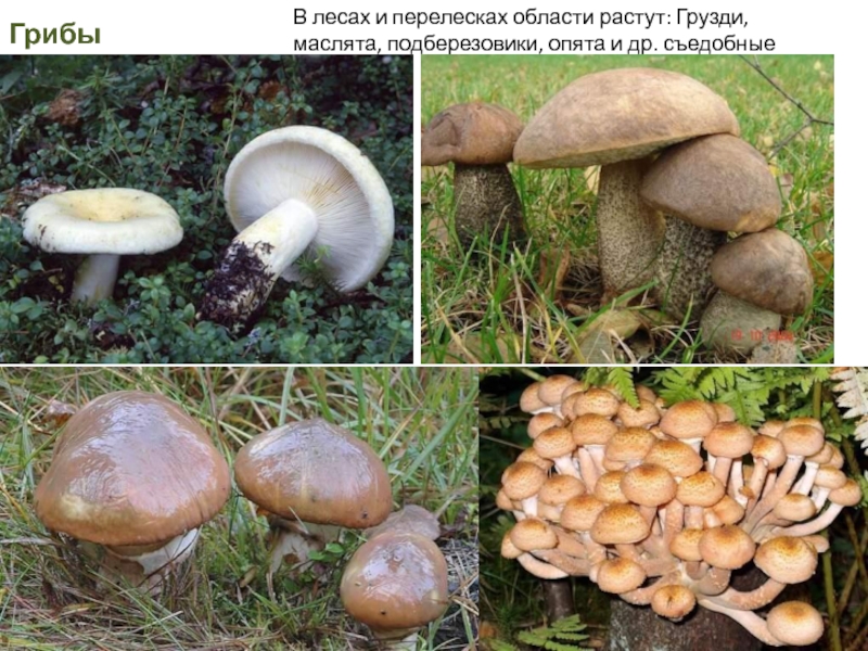 Груздь подберезовик. Съедобные грибы Иркутской области. Съедобные грибы растущие в Иркутской области. Маслята и подберезовики. Какие грибы растут в Иркутской области.