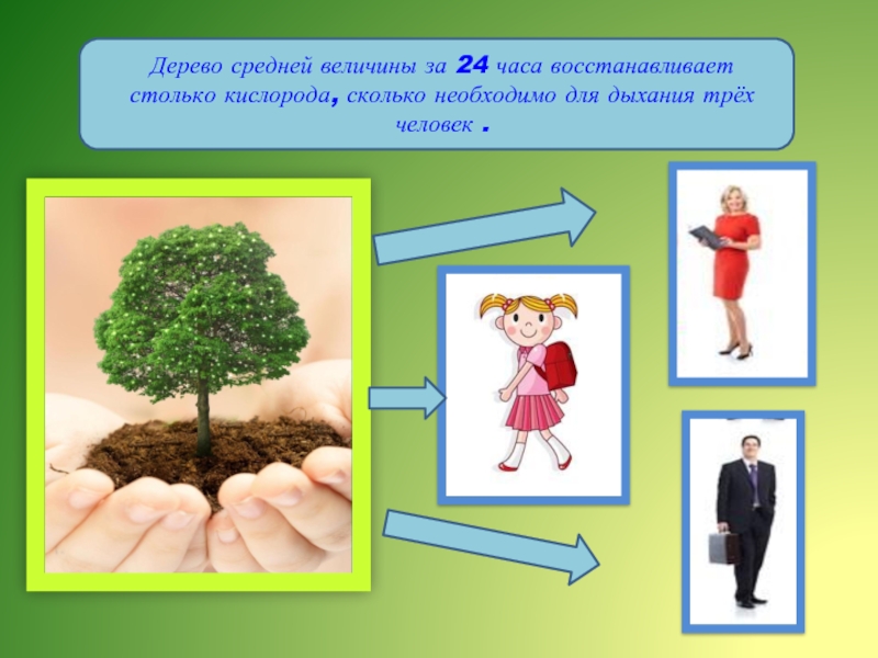 Соответствие дерева человек. Роль дерева. Деревья выделяют кислород. Важность деревьев. Выделение кислорода деревьями.