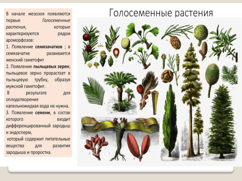 Водоросли голосеменные растения. Red book Gymnospermae. Gymnospermae vector. Gymnospermae gif.