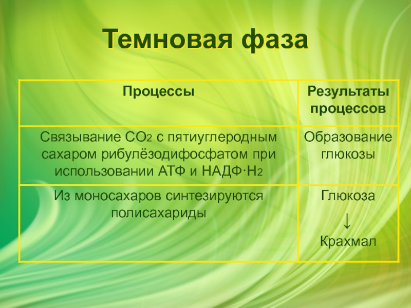 Фотосинтез презентация 10 класс