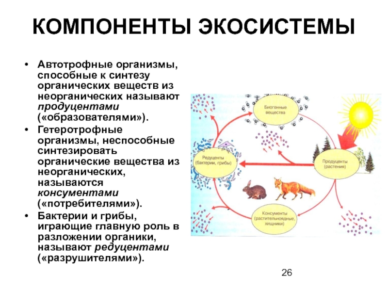 Рассмотрите рисунок подпишите какие компоненты экосистемы обозначены цифрами 1 3