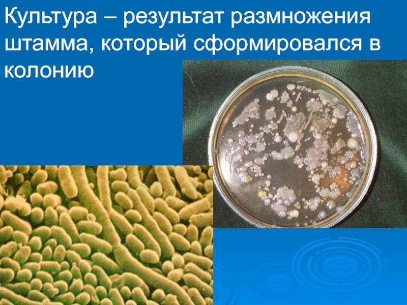 Штамм микроорганизмов это. Штамм колония культура. Штамм бактерий презентация. Культурные микроорганизмы.