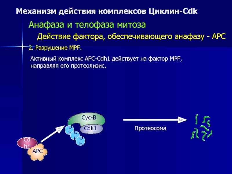 Активный комплекс. Механизм комплексов циклин-CDK.. Механизм действия комплексов циклин-CDK.. MPF фактор. Механизм действия факторов.