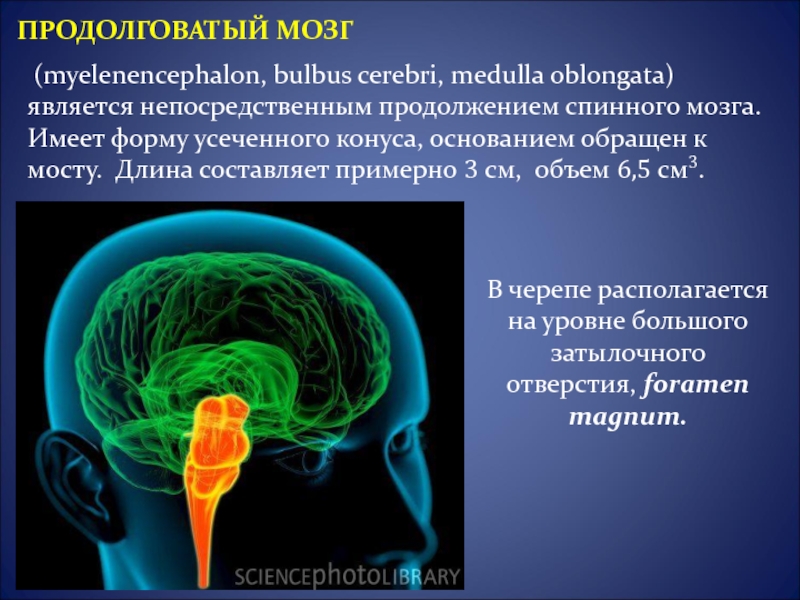 Нарушения продолговатого мозга. Продолговатый мозг в черепе. Продолговатый мозг морфология. Продолговатый мозг Бульбус. Продолжением спинного мозга является.