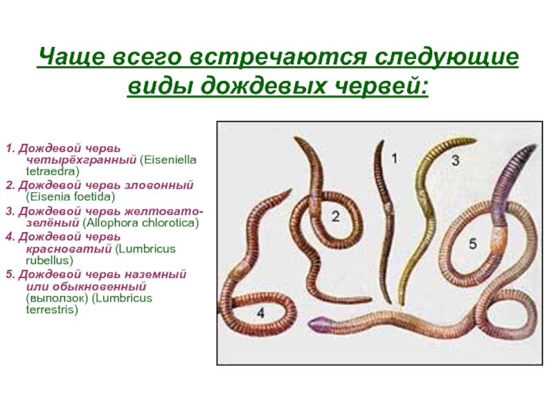 Чаще всего встречаются следующие виды дождевых червей:1. Дождевой червь четырёхгранный (Eiseniella tetraedra) 2. Дождевой червь зловонный (Eisenia